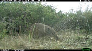 Southern Brown Bandicoote